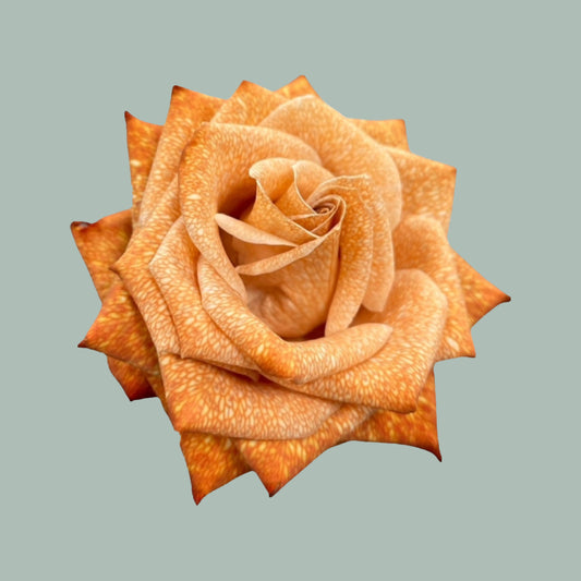 Rose Dyed Rusty (20 Stems)