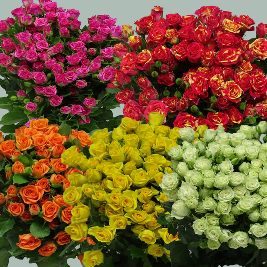 Rose Mix Variable 50cm (Spray) (50 Stems)