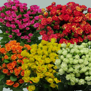 Rose Mix Variable 50cm (Spray) (50 Stems)