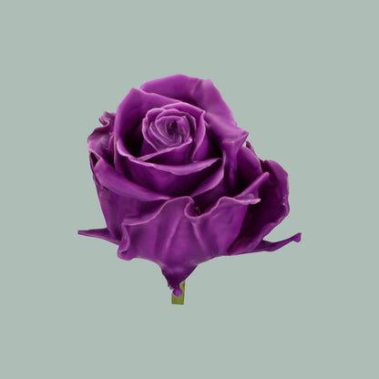 Rose Wax Purple (20 Stems)