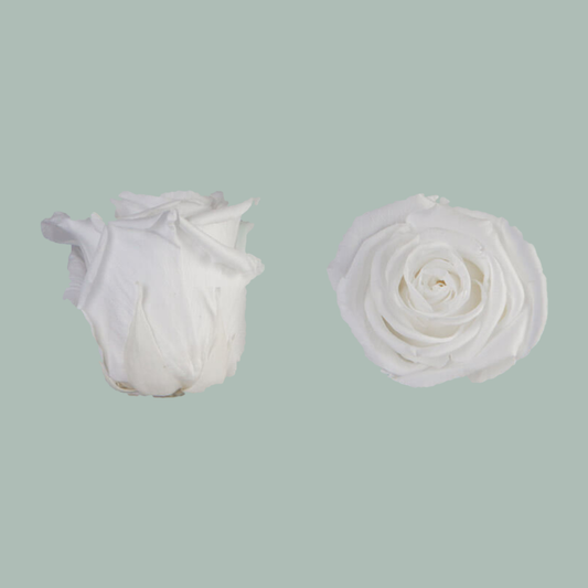 Rose Preserved White (3 Stems)