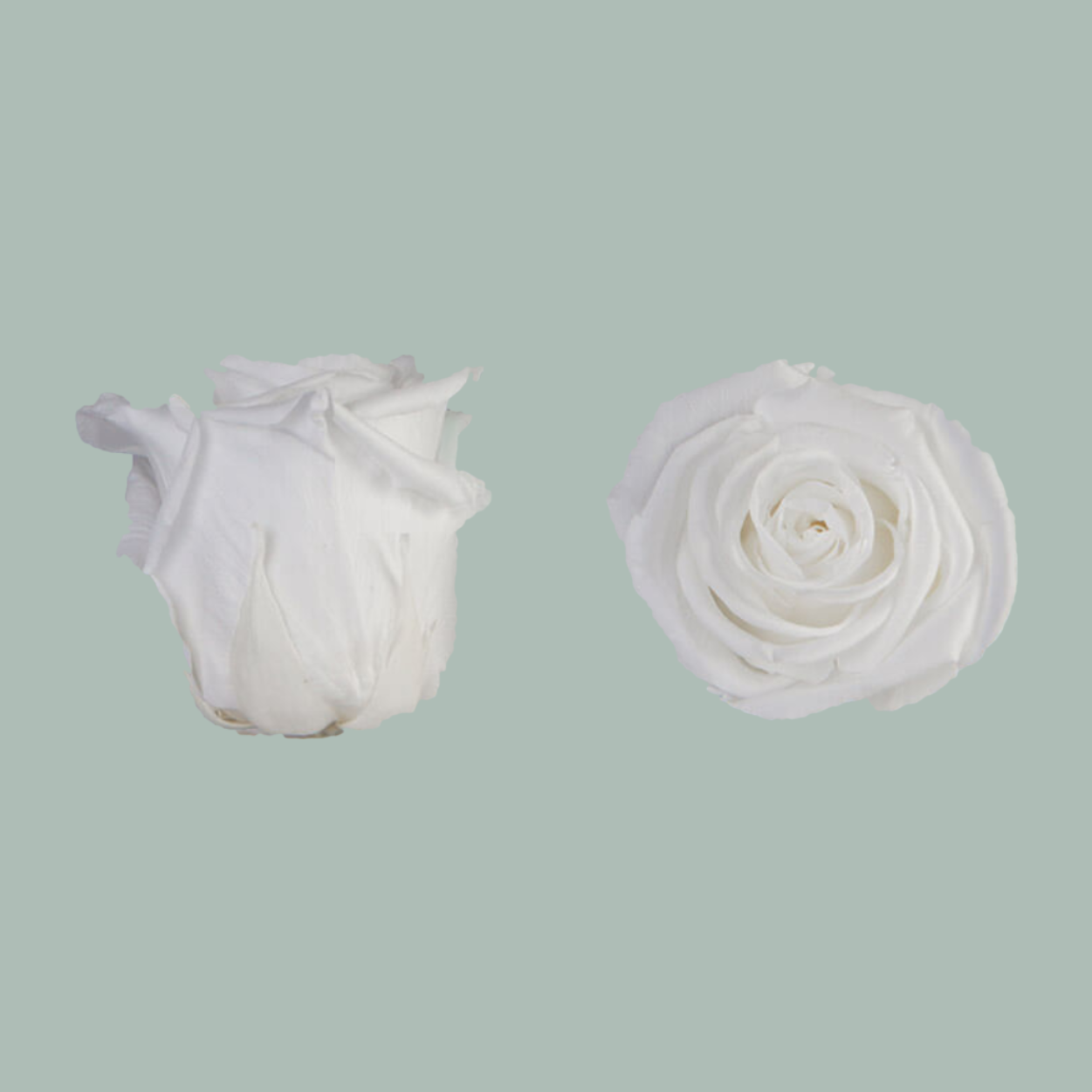 Rose Preserved White (3 Stems)