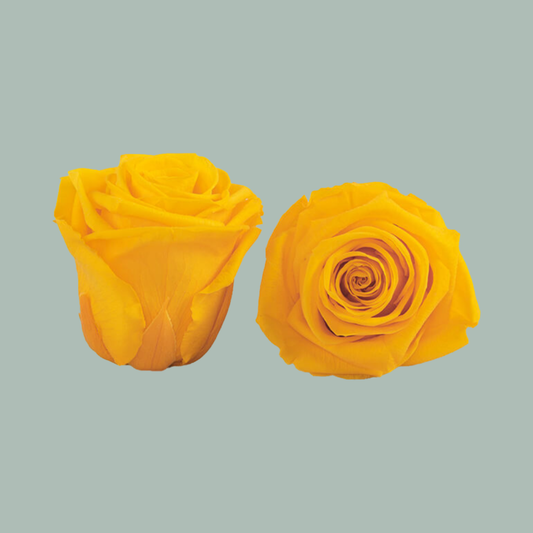 Rose Preserved Sunny Yellow (3 Stems)