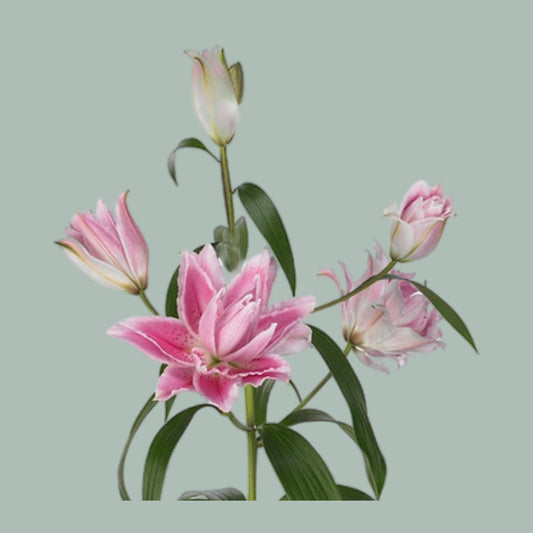 Lily Oriental Roselily Isabella (10 Stems)