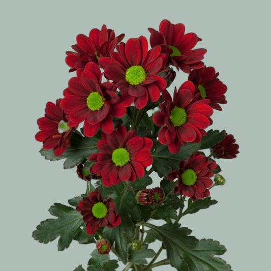 Chrysanthemum Santini Adora (25 Stems)