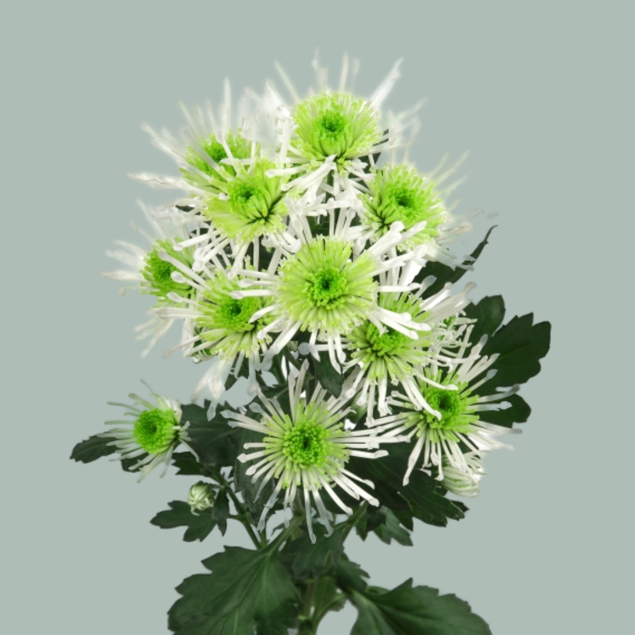 Chrysanthemum Santini Anura Green (25 Stems)