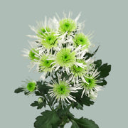Chrysanthemum Santini Anura Green (25 Stems)