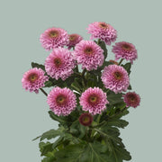 Chrysanthemum Santini Doria