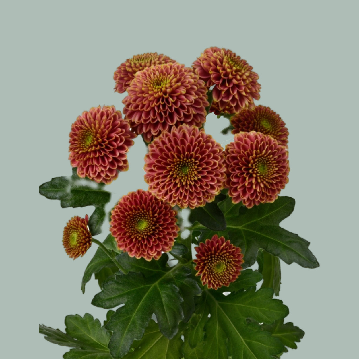 Chrysanthemum Santini Doria Cherry (25 Stems)