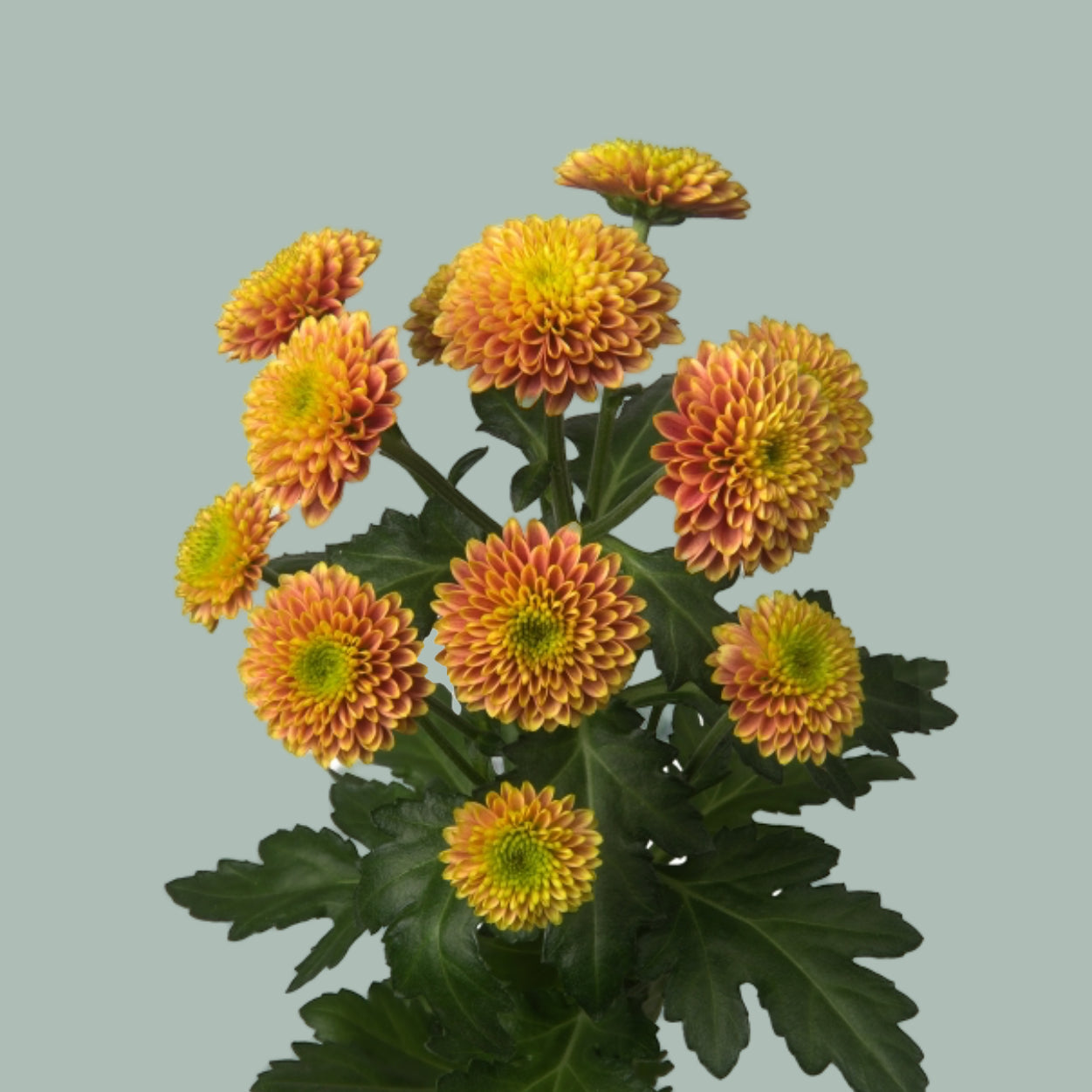 Chrysanthemum Santini Doria Orange (25 Stems)