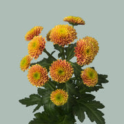 Chrysanthemum Santini Doria Orange