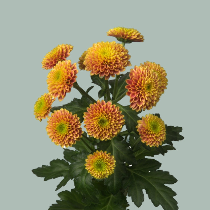 Chrysanthemum Santini Doria Orange