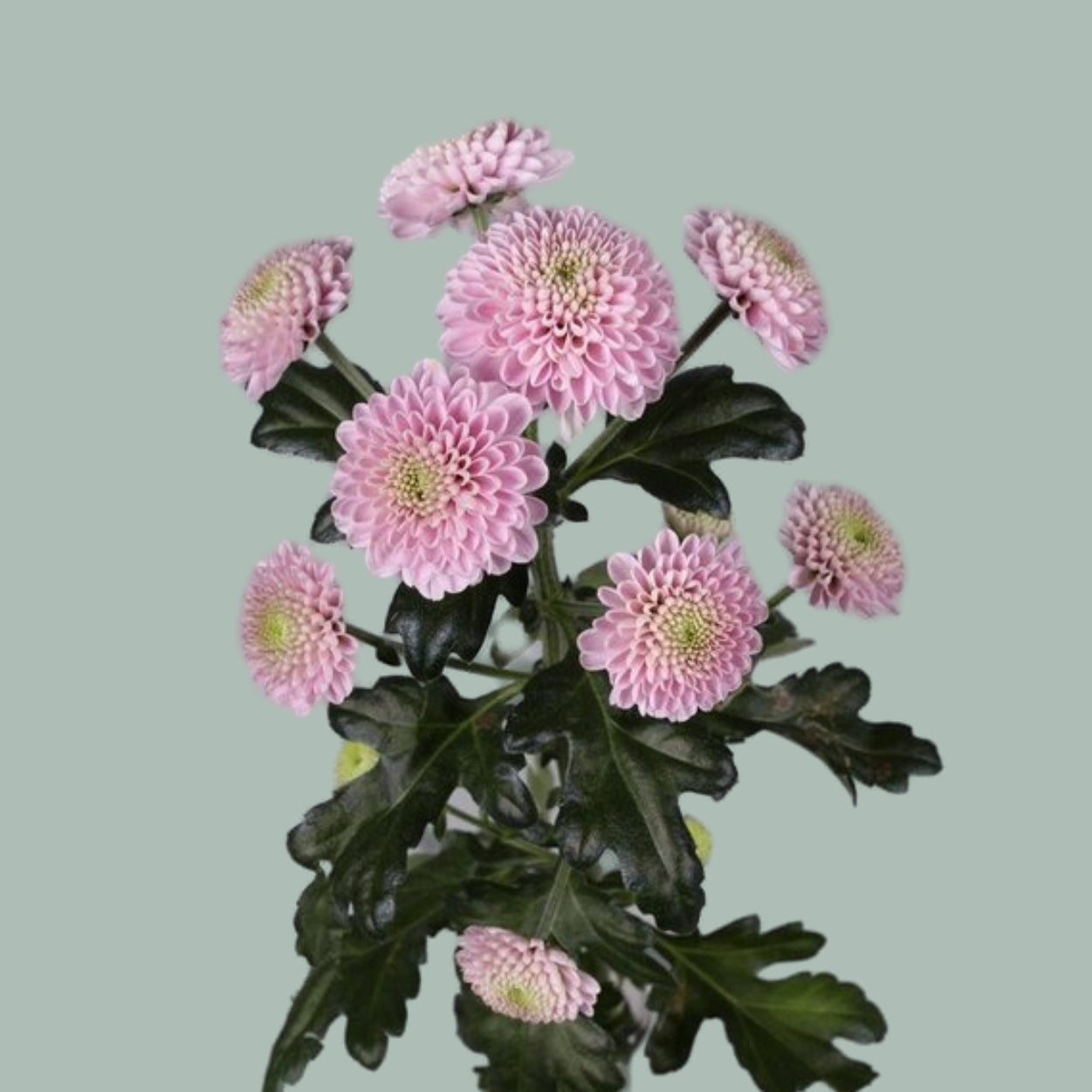 Chrysanthemum Santini Ellison Sweet (25 Stems)