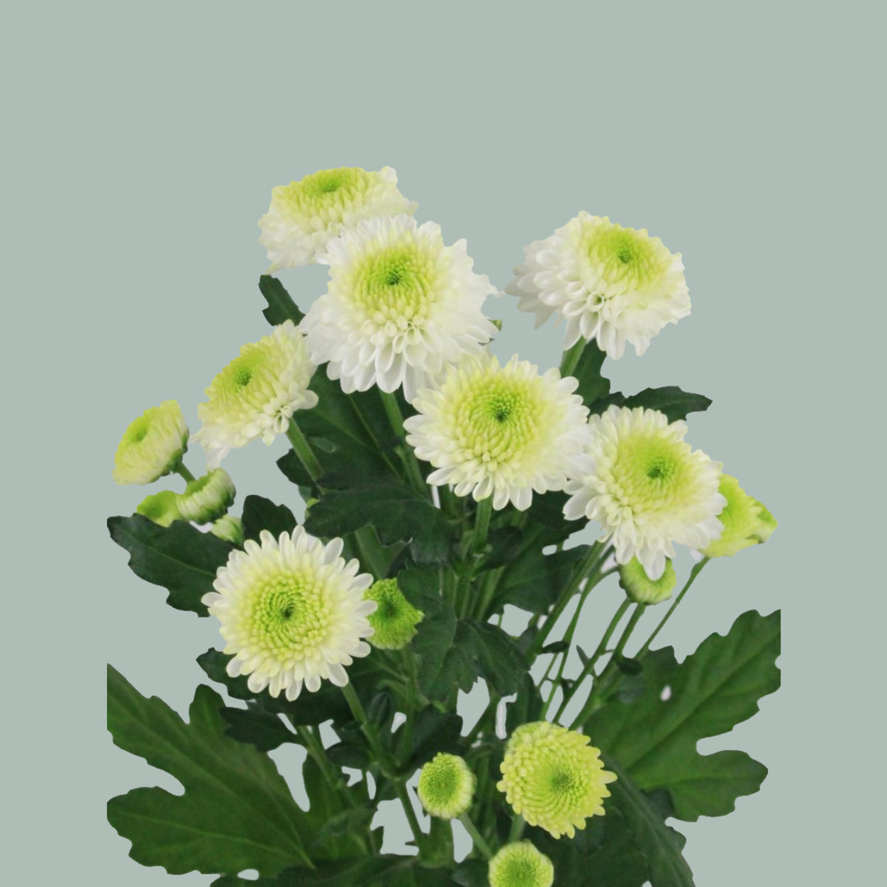 Chrysanthemum Santini Ferry (25 Stems)