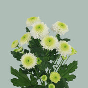 Santini Chrysanthemum - Chrysanthemum - Ferry