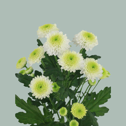 Santini Chrysanthemum - Chrysanthemum - Ferry