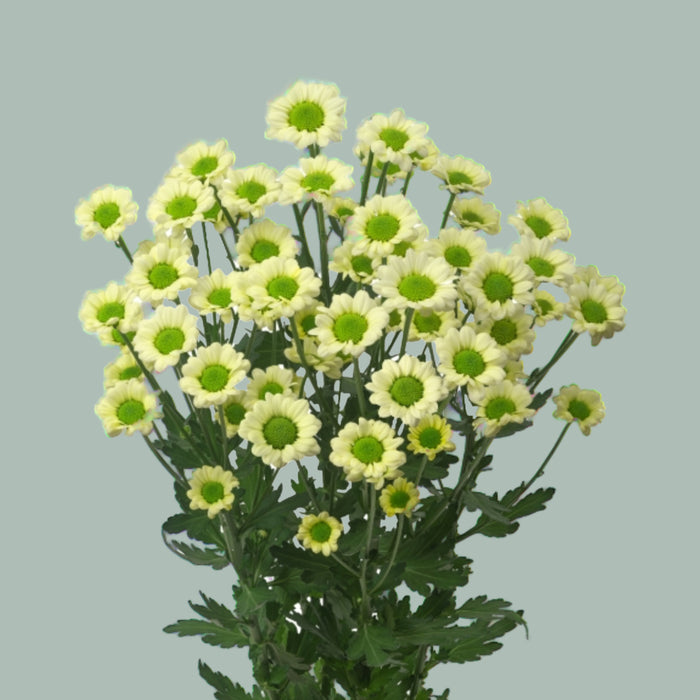 Chrysanthemum Santini Nyaka Cream