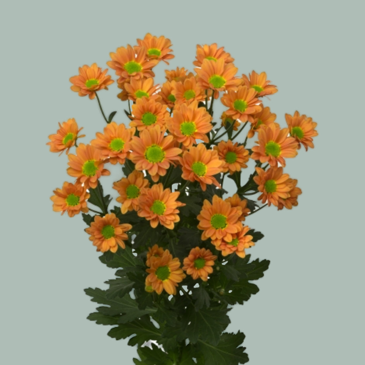 Chrysanthemum Santini Madiba Ovada Orange (25 Stems)