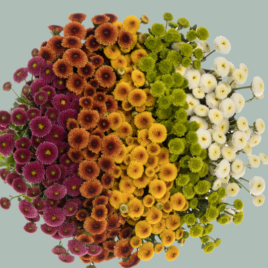 Chrysanthemum Santini Madiba Pompon Mix (25 Stems)