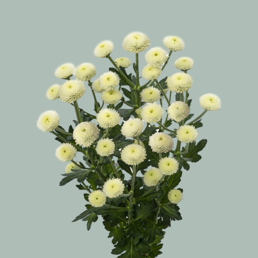 Chrysanthemum Santini Madiba Pompon White (25 Stems)