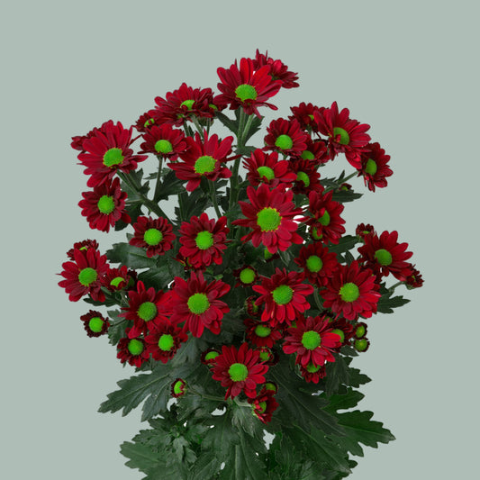 Chrysanthemum Santini Madiba Dunga Red (25 Stems)
