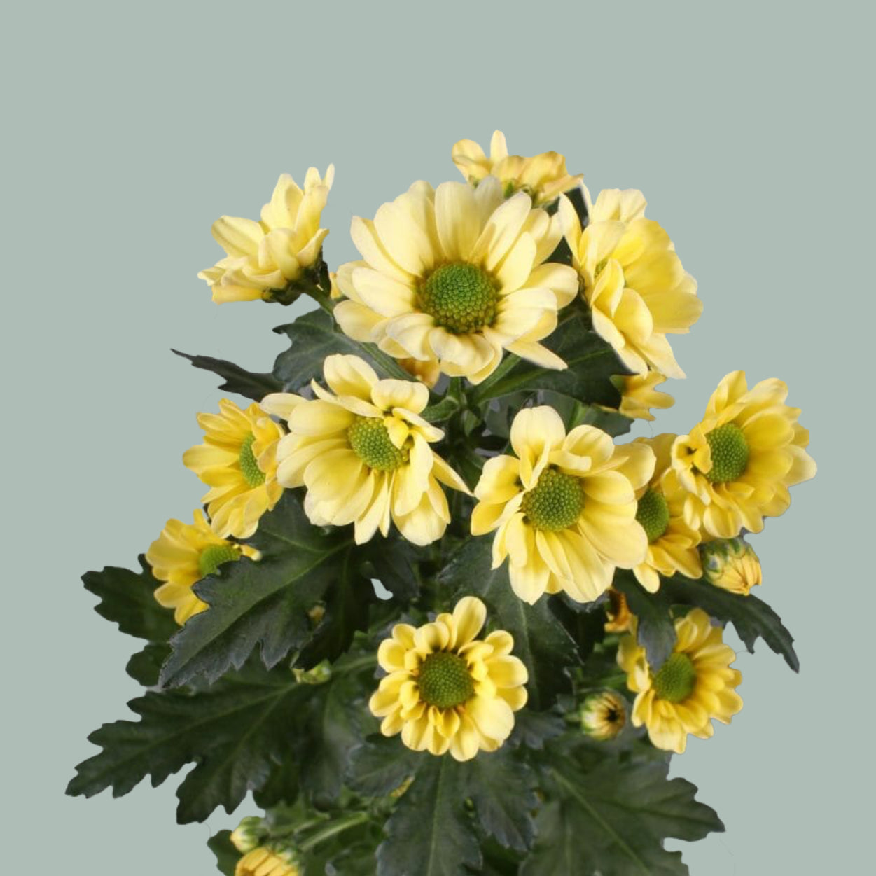 Chrysanthemum Santini Rossi Cream (25 Stems)