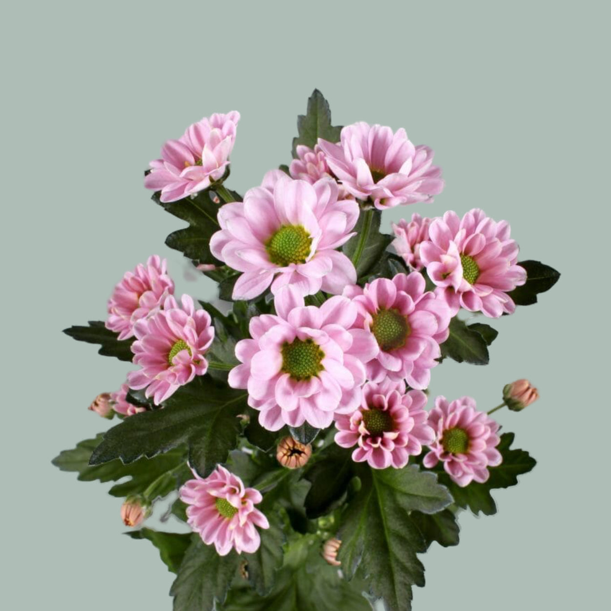 Chrysanthemum Santini Rossi Pink (25 Stems)