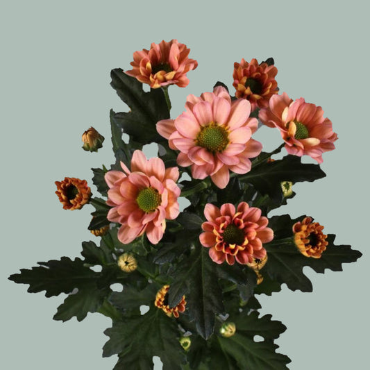 Chrysanthemum Santini Rossi Smokey (25 Stems)