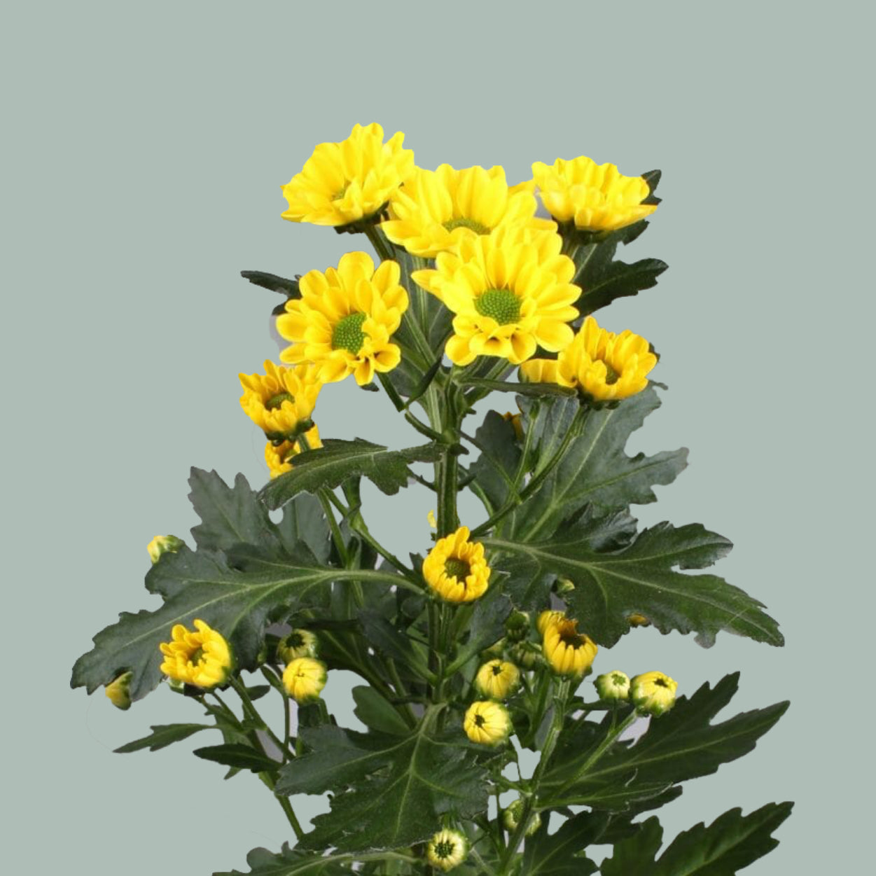 Chrysanthemum Santini Rossi Sunny (25 Stems)