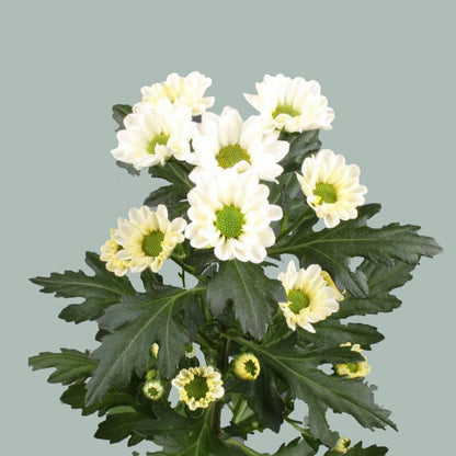 Santini Chrysanthemum - Chrysanthemum - Rossi White