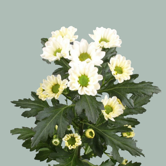 Chrysanthemum Santini Rossi White (25 Stems)