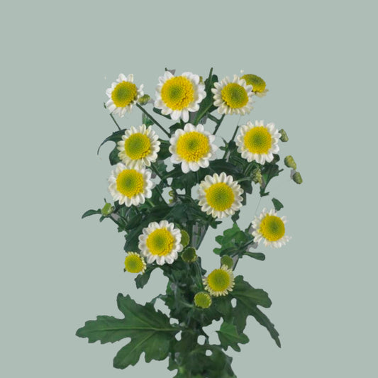 Chrysanthemum Santini Sun Up (25 Stems)
