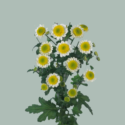 Santini Chrysanthemum - Chrysanthemum - Sun Up