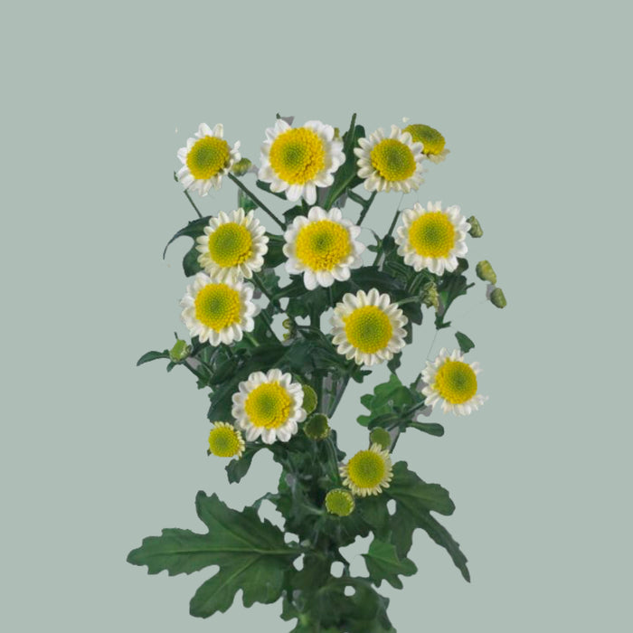 Chrysanthemum Santini Sun Up
