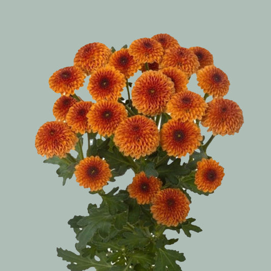 Chrysanthemum Santini Madiba Pompon Orange (25 Stems)