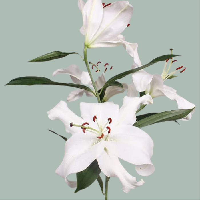 Lily Oriental Santander