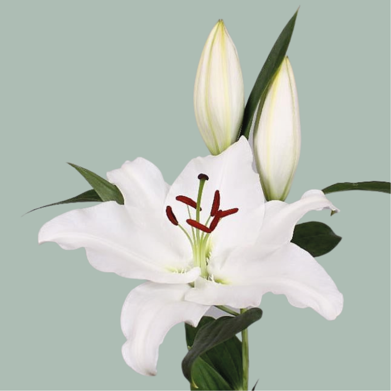 Lily Oriental Signum (10 Stems)