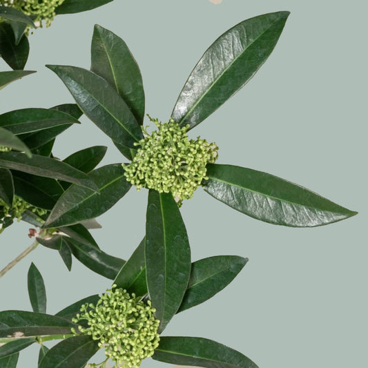 Skimmia Kew Green (5 Bunches)