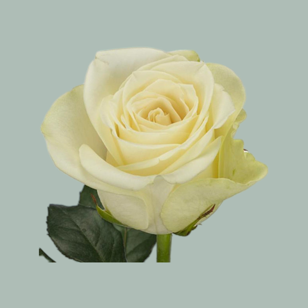 Rose Snowstorm 40-60cm (20 Stems) – All Occasions Wholesale