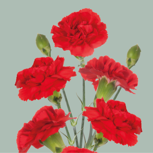 Carnation Spray Dracula (25 Stems)