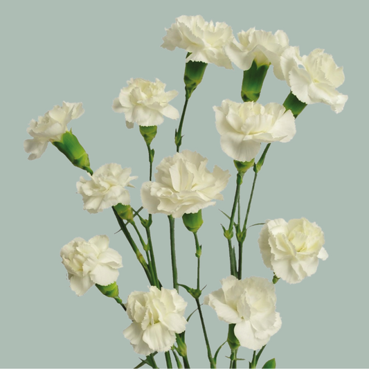 Carnation Spray Ibis (25 Stems)