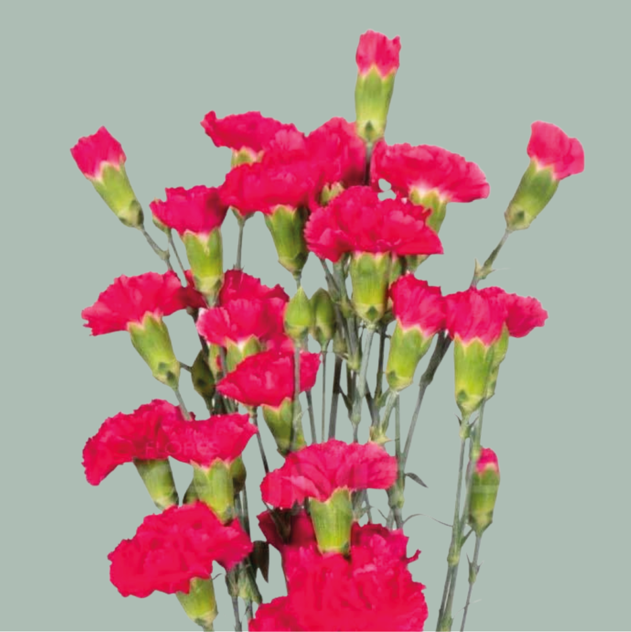 Carnation Spray Pigeon (20 Stems)