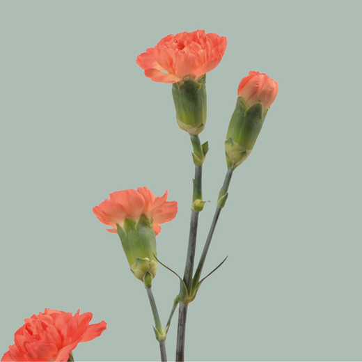 Carnation Spray Uchuva (20 Stems)