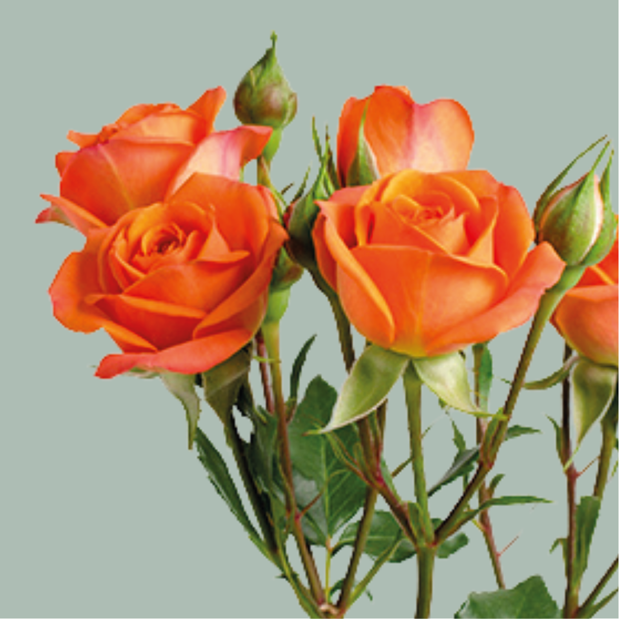 Spray Rose - Rosa - Babe