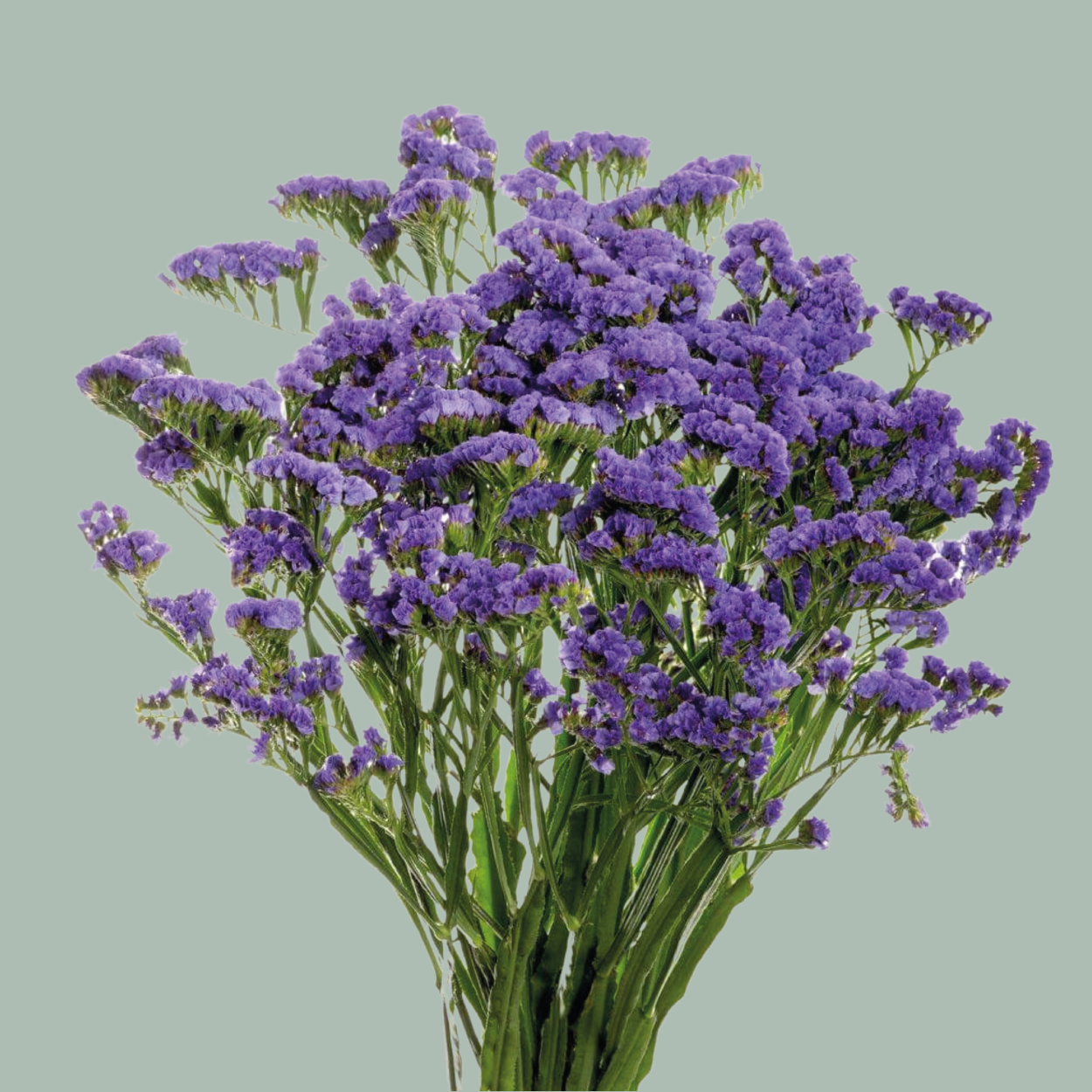 Limonium Statice Crystal Dark Blue (25 Stems) – All Occasions Wholesale