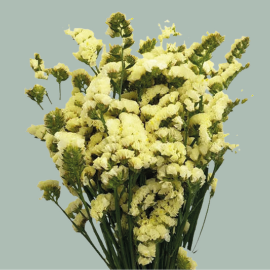 Statice Yellow (25 Stems)