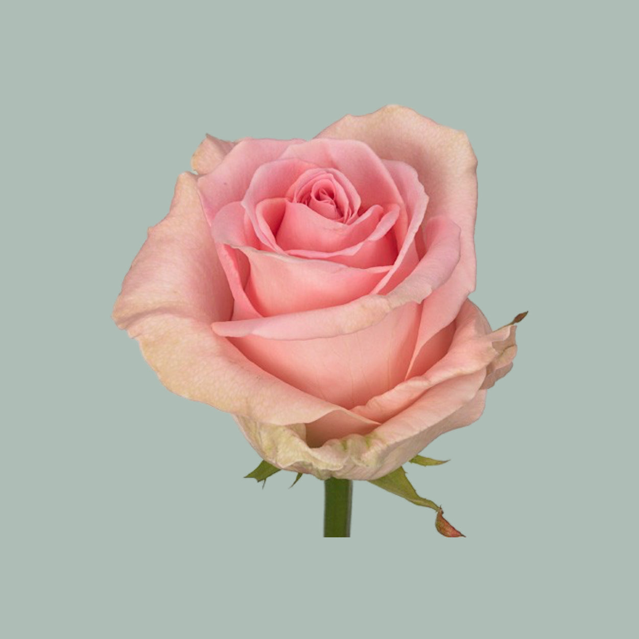 Rose Sweet Dolomiti (20 Stems)