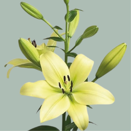 Lily LA Trebbiano (10 Stems)