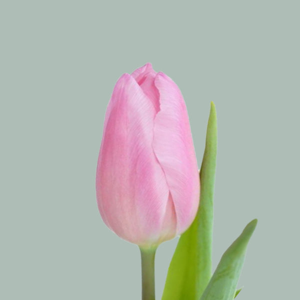 Tulip Aafke (50 Stems) – All Occasions Wholesale