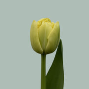 Tulip Avant Garde